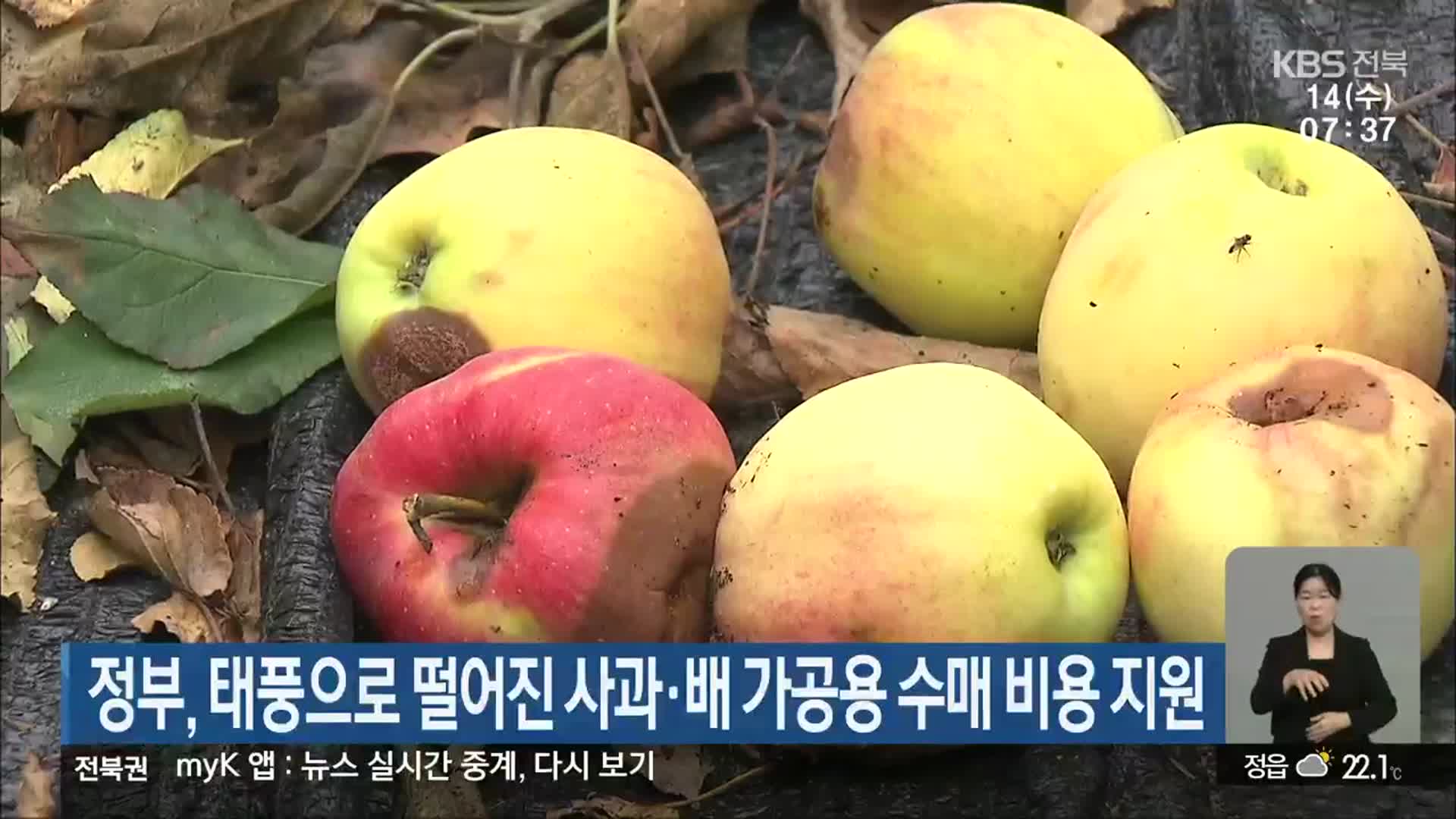 정부, 태풍으로 떨어진 사과·배 가공용 수매 비용 지원