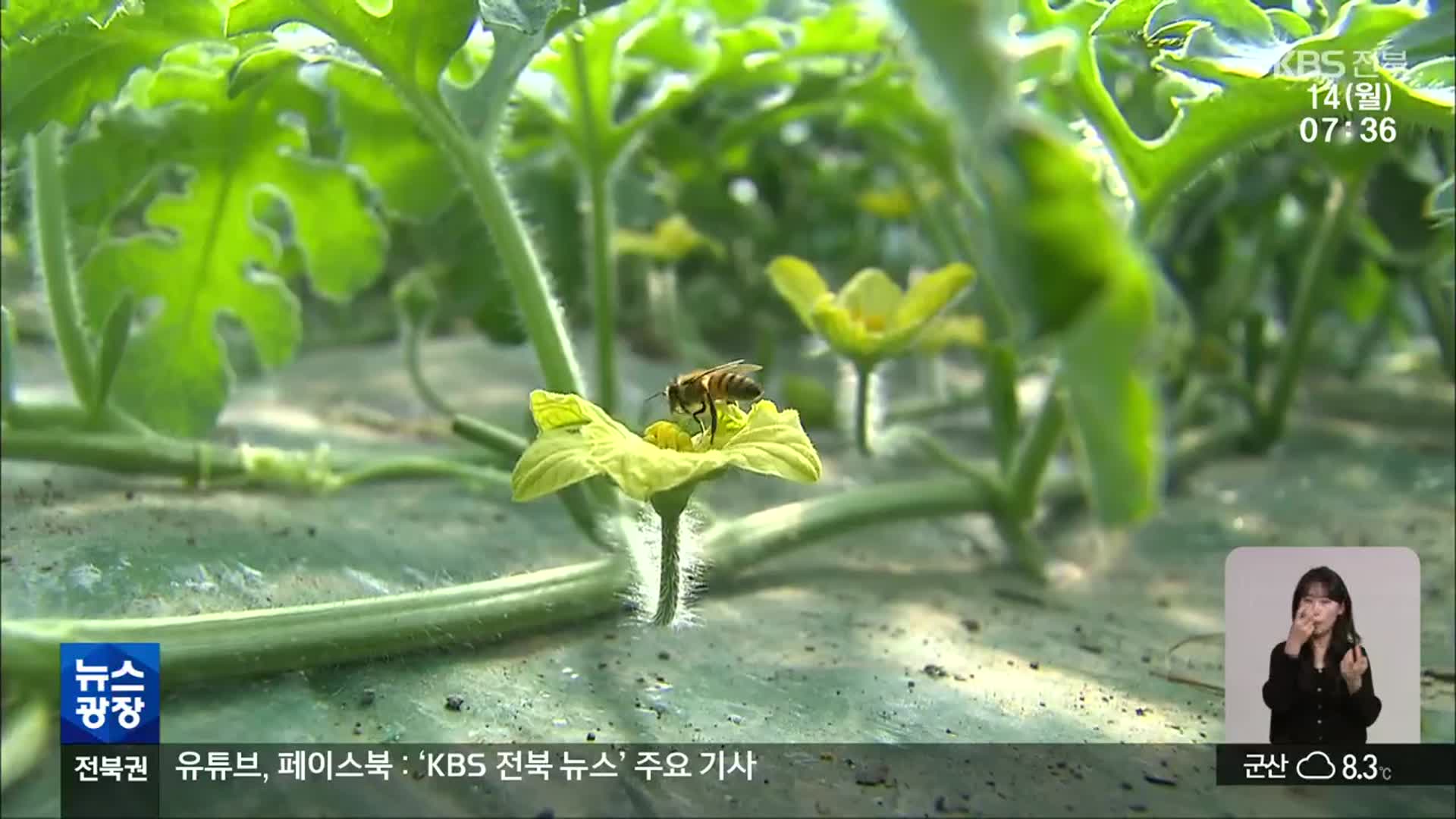 ‘꿀벌 실종’ 후폭풍, 과수 농가 수정 ‘비상’