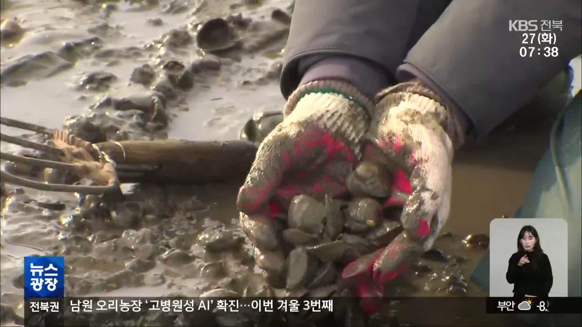 ‘빈 껍데기’ 된 제철 꼬막…얼어붙은 갯벌 탓?