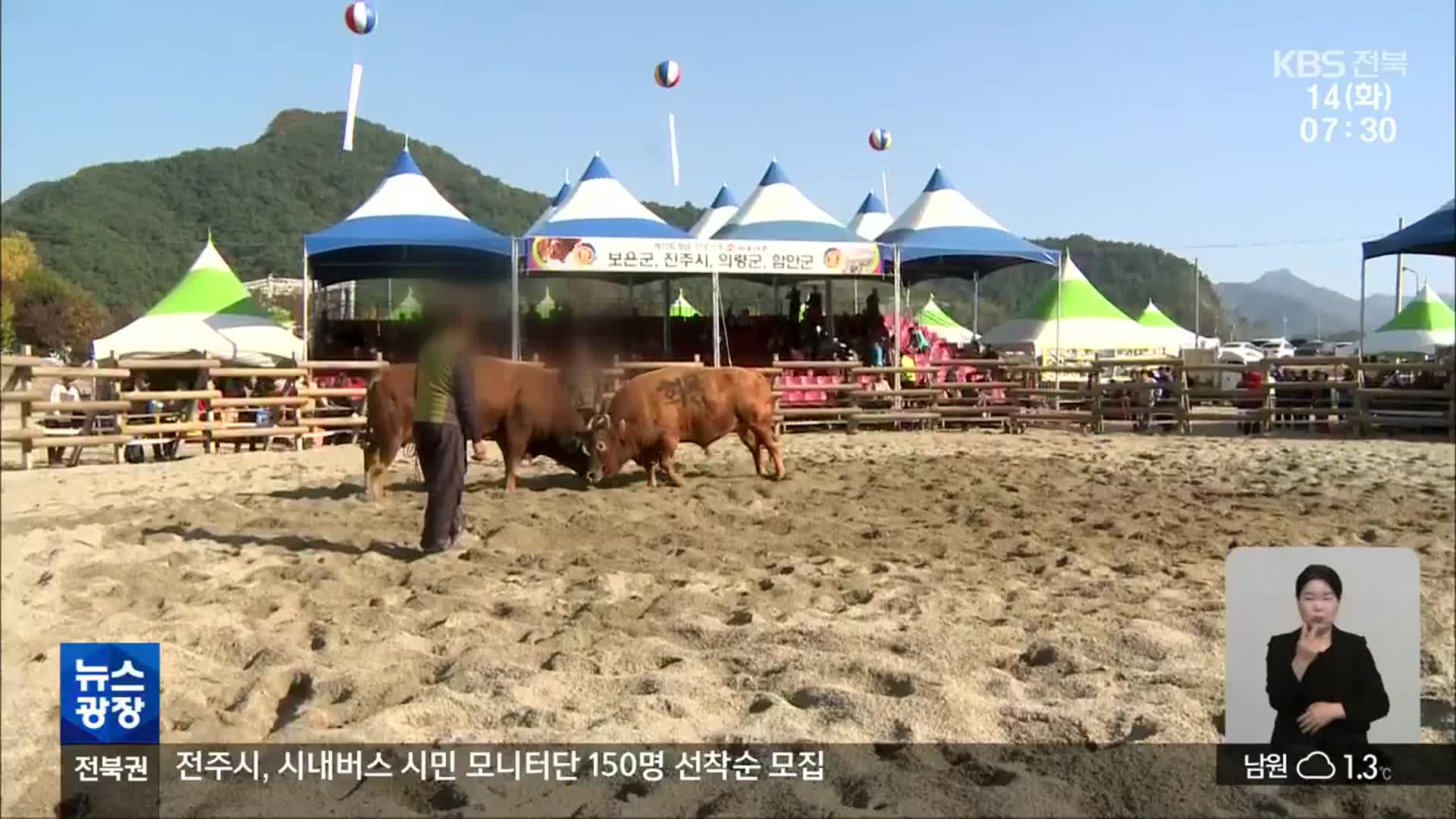 학대냐 전통이냐…‘소싸움 대회’ 존폐 기로