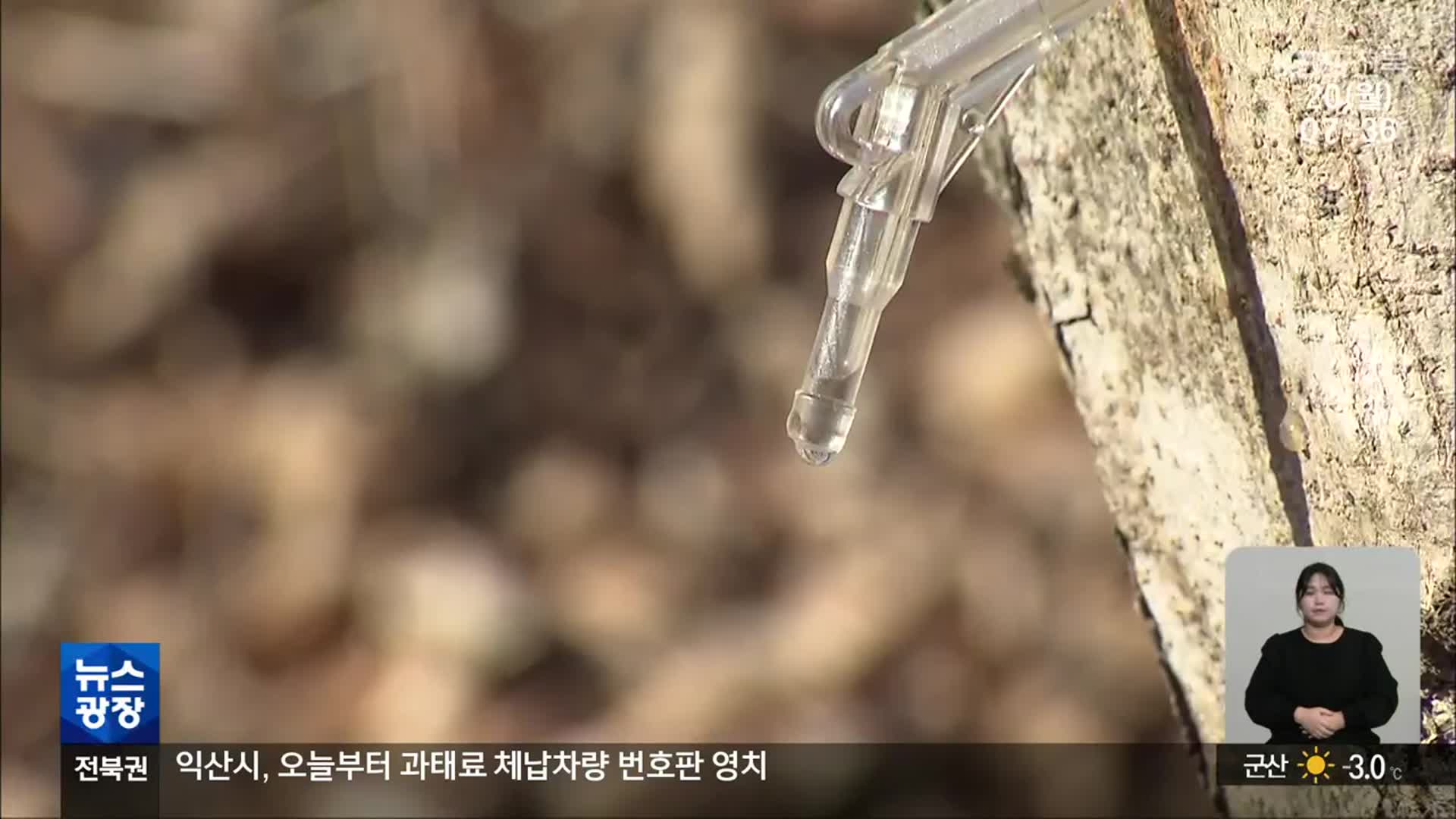 [전북의 창] 큰 일교차…지리산 고로쇠 물 ‘풍년’