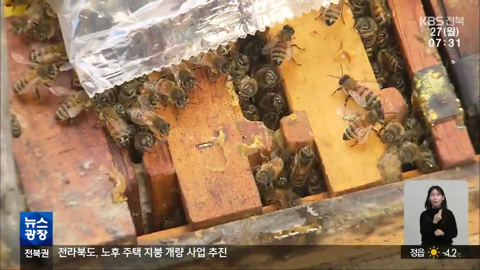 “월동기에도 폐사”…꿀벌 실종에 농가 울상