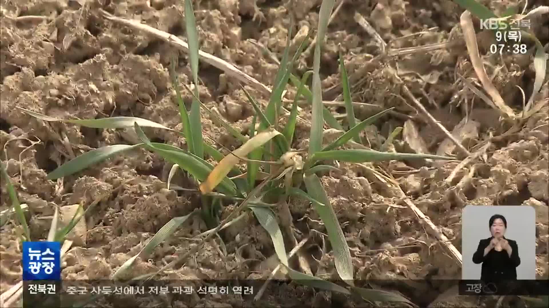 긴 가뭄에 밭작물 피해 속출…이젠 벼농사도 걱정