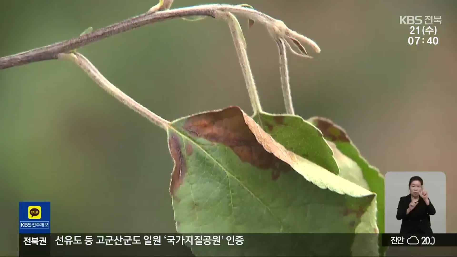 전북, 과수화상병 비상…“확산 차단에 온 힘”