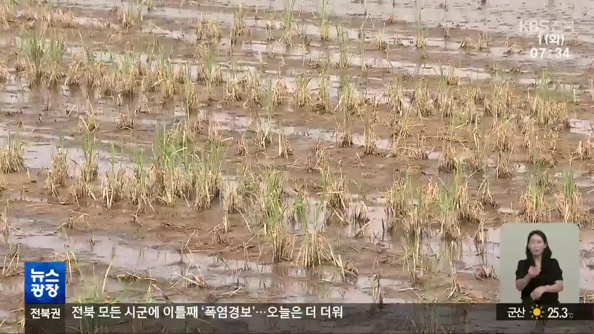 긴 장마에 잦은 소나기까지…벼 잎도열병 확산 ‘비상’