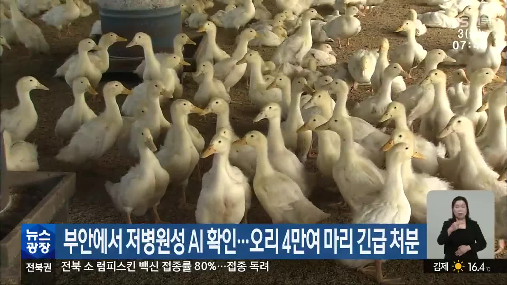 부안에서 저병원성 AI 확인…오리 4만여 마리 긴급 처분