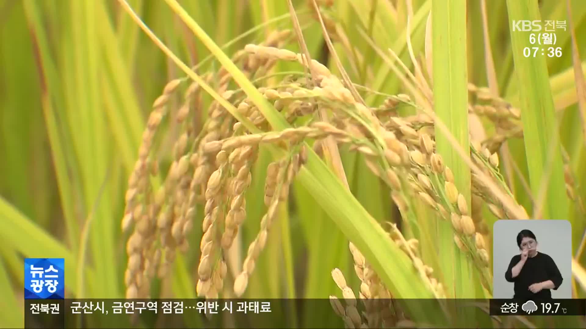 “정부 말 믿었다가 낭패”…가루쌀 수확량 ‘뚝’