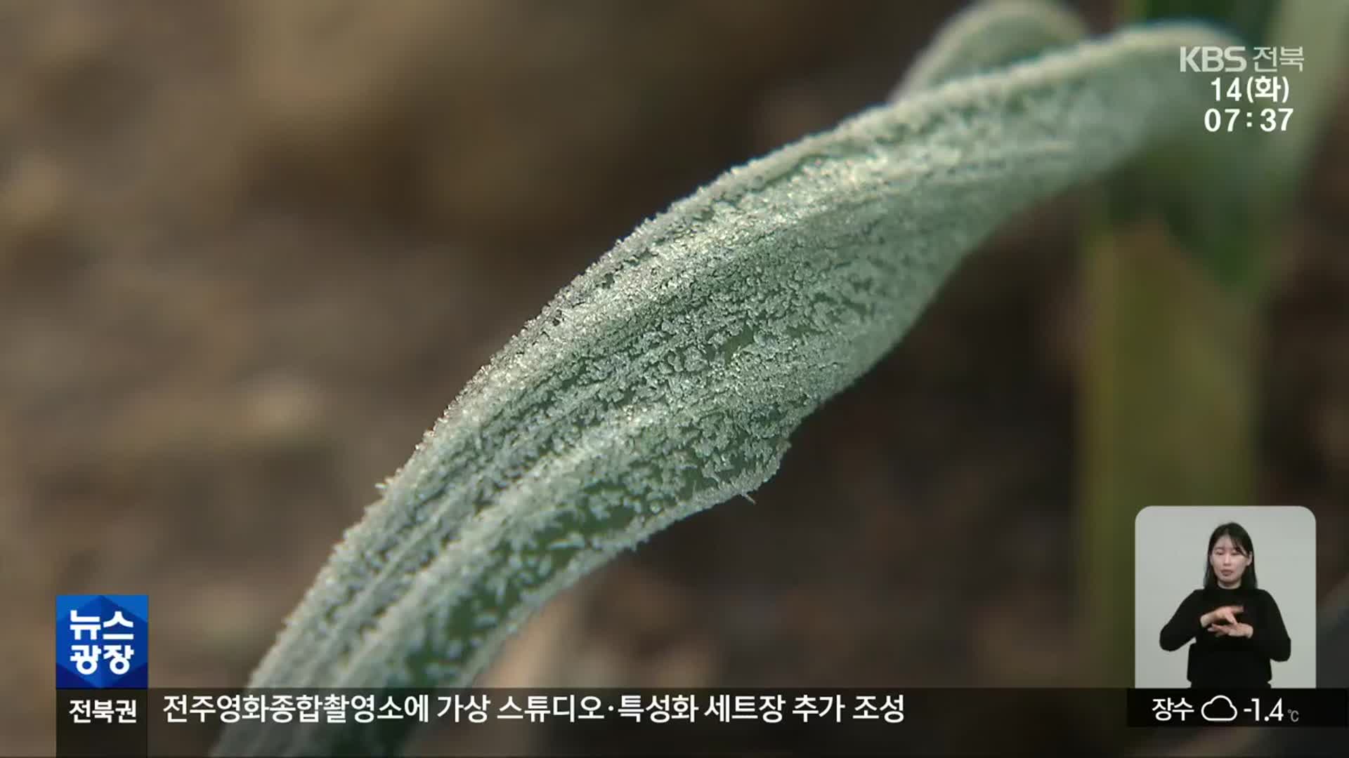 이상고온 뒤 한파…농작물 냉해 확산