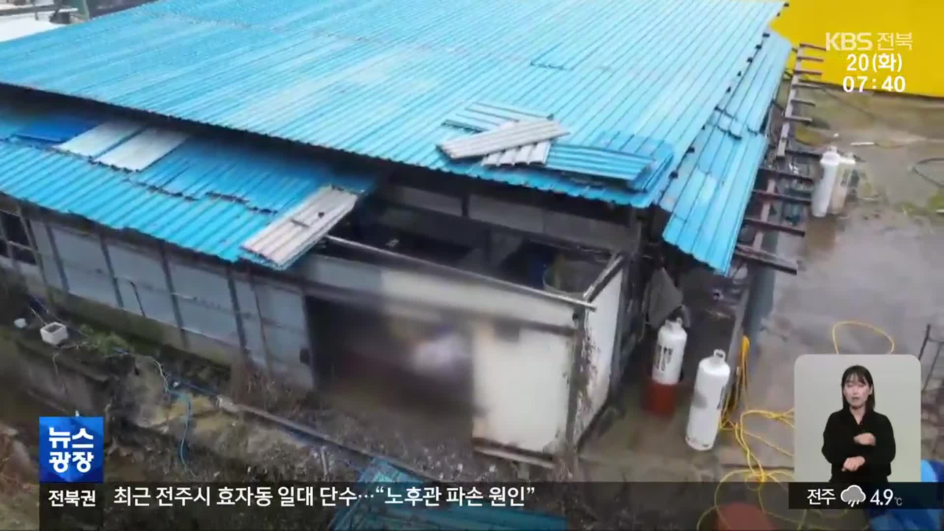 개 식용 종식 특별법 시행됐지만…단속 비웃는 불법 개 도살