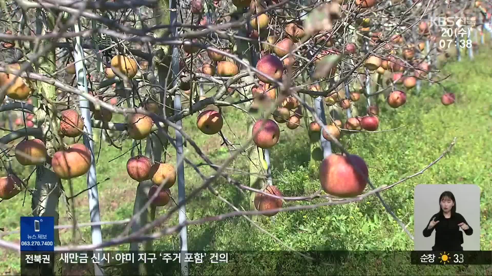 이상기후…줄어드는 사과 재배 면적
