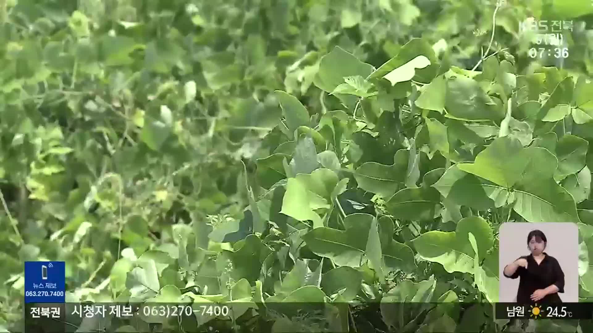 기후변화에 ‘덩굴류’ 창궐…농촌은 제거 전쟁중