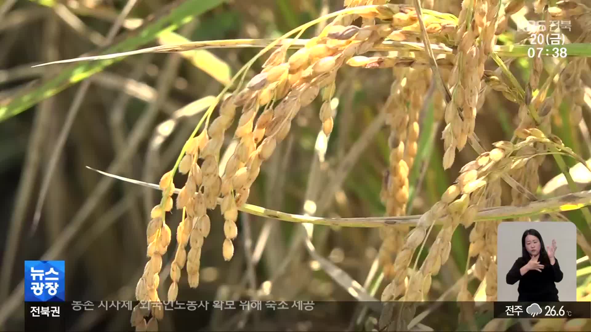 [전북의 창] 순창군 벼멸구 ‘급증’…“농가 피해 대책 마련”