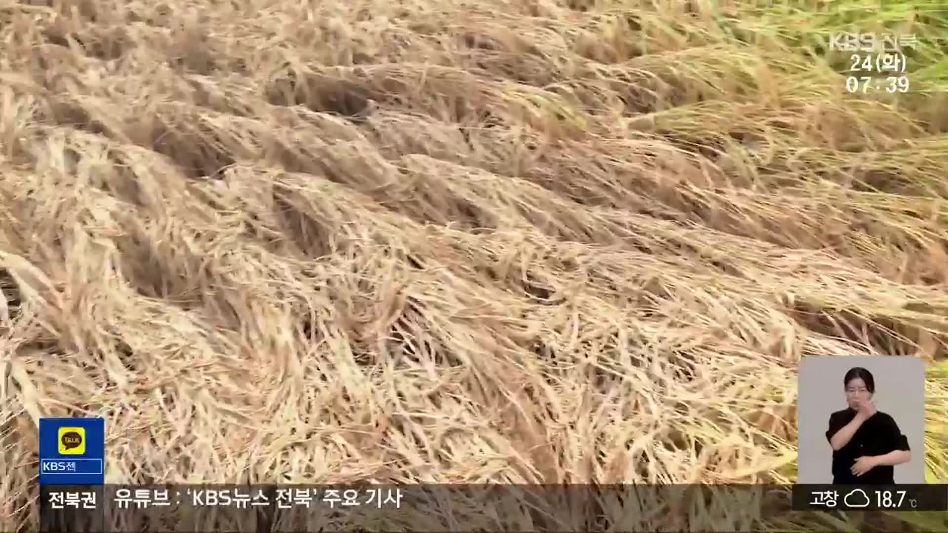 “수확 코앞인데” 벼멸구 피해 확산…농가 ‘삼중고’