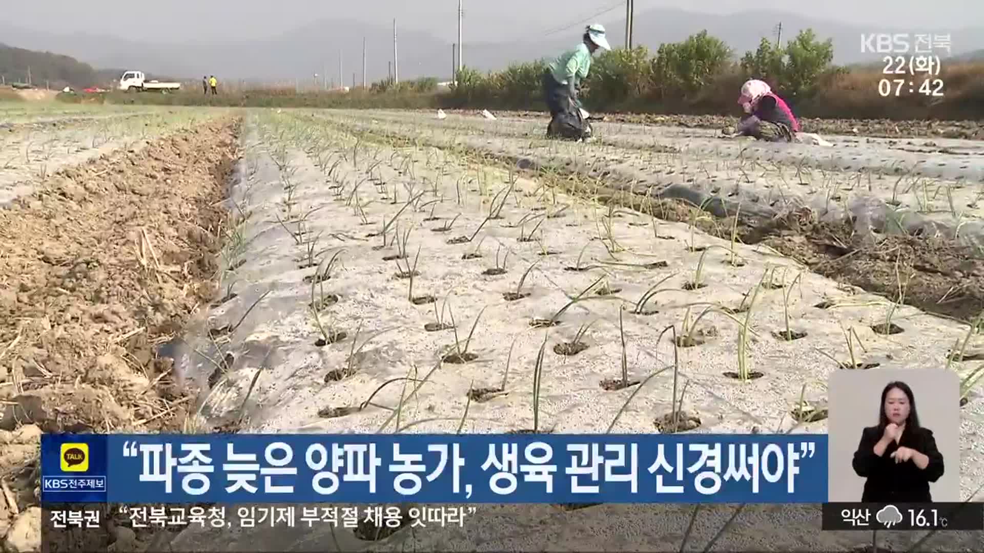 “파종 늦은 양파 농가, 생육 관리 신경써야”