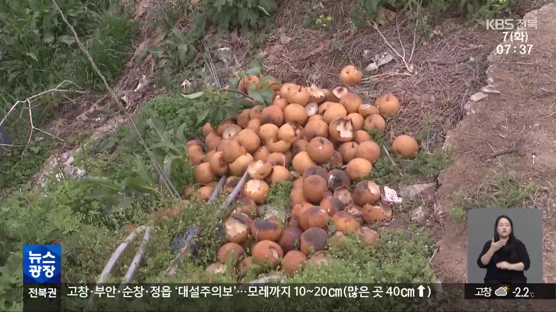 [전북의 창] 고창군, ‘농작물 재해보험’ 지원 사업 추진