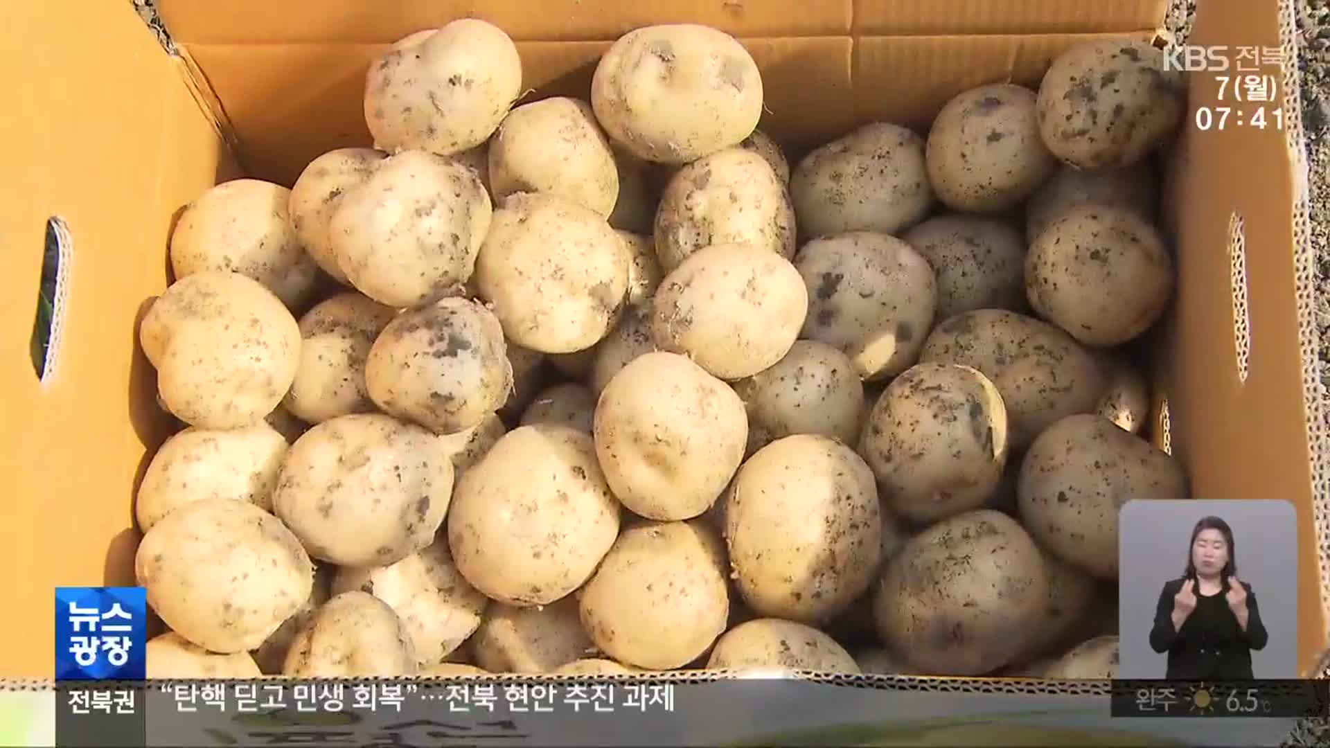 광활서 햇감자 수확 한창…LMO 수입 논란에 걱정도 커