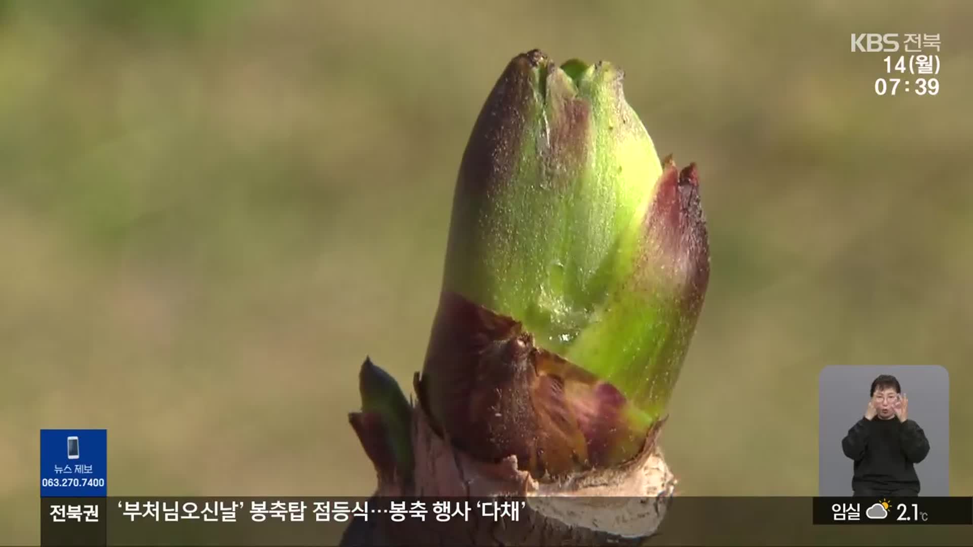 이상기후에 명품 참두릅 ‘냉해’ 입을까 조마조마