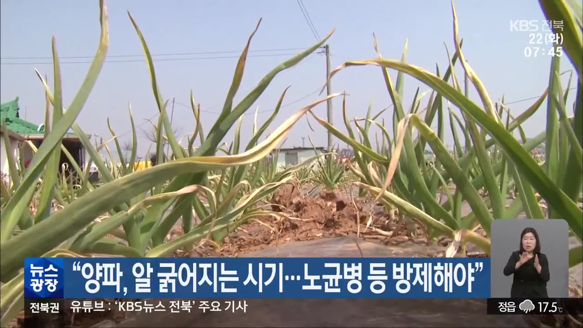 “양파, 알 굵어지는 시기…노균병 등 방제해야”