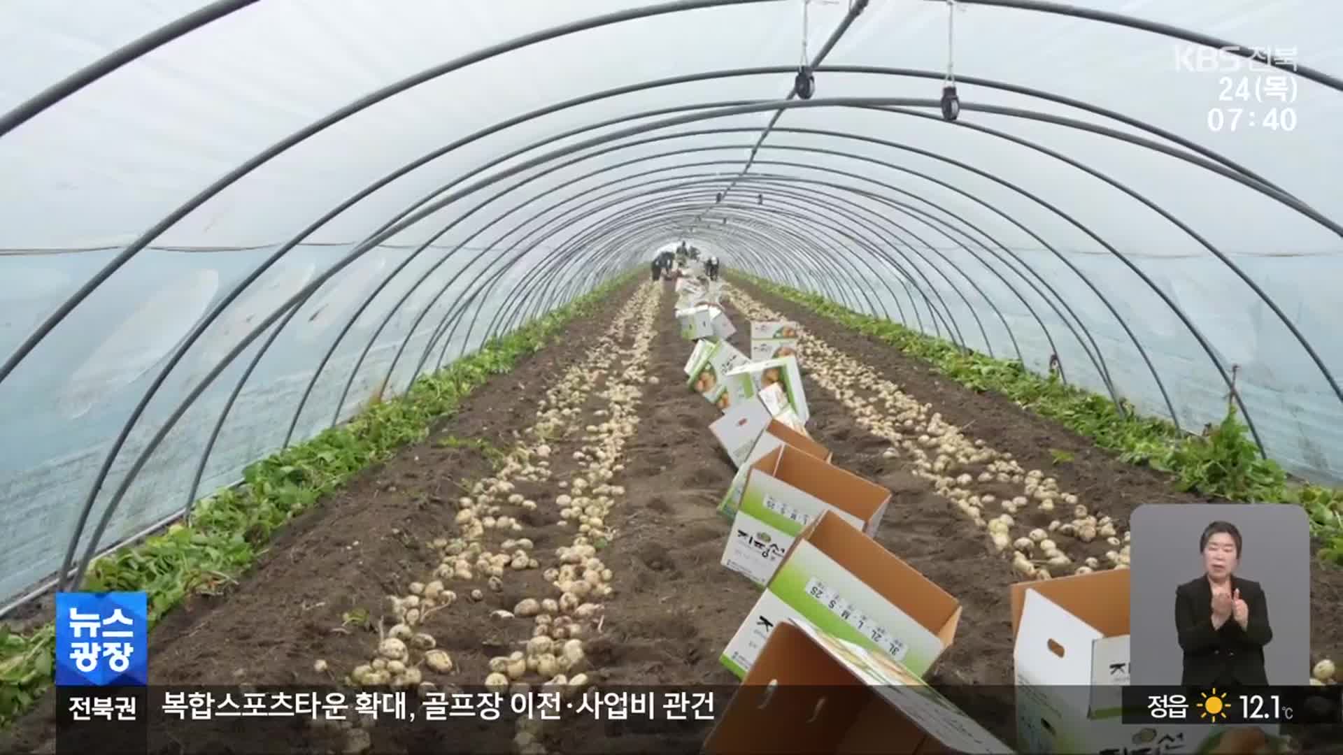 [전북의 창] 김제시, ‘씨감자 신품종 시험재배’…“기후변화 대응”