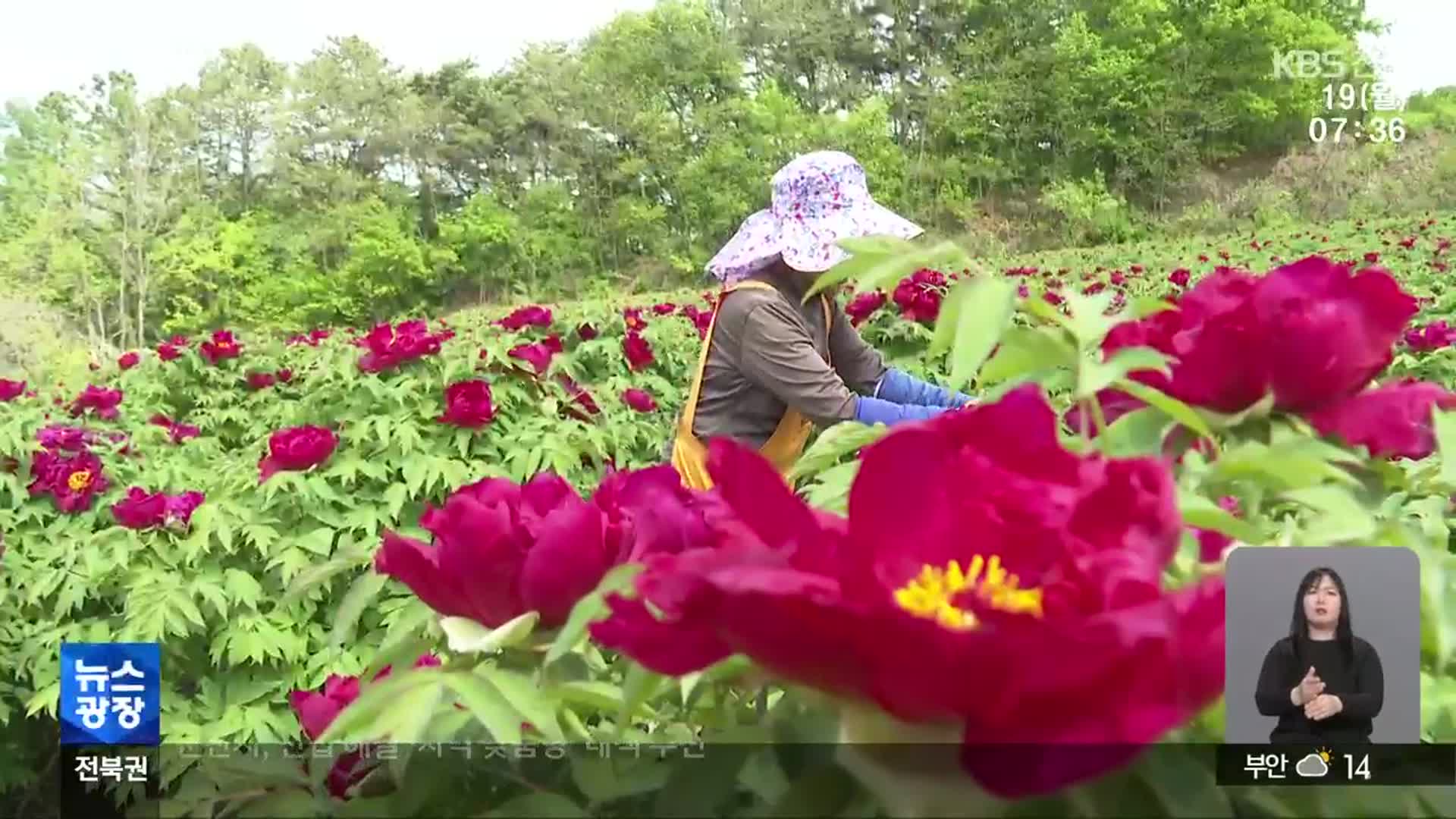 내 종자 만들고 고소득도…‘식물도 특허시대’