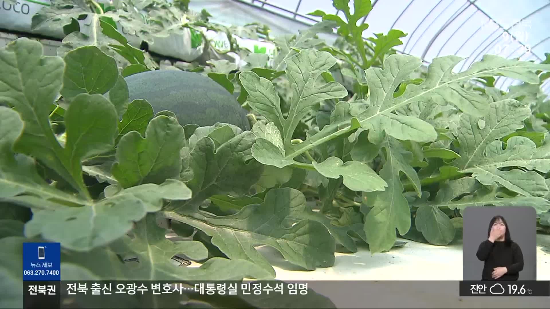 명품 수박 육성…‘달콤한 씨 없는 수박’에 ‘수경 재배’까지