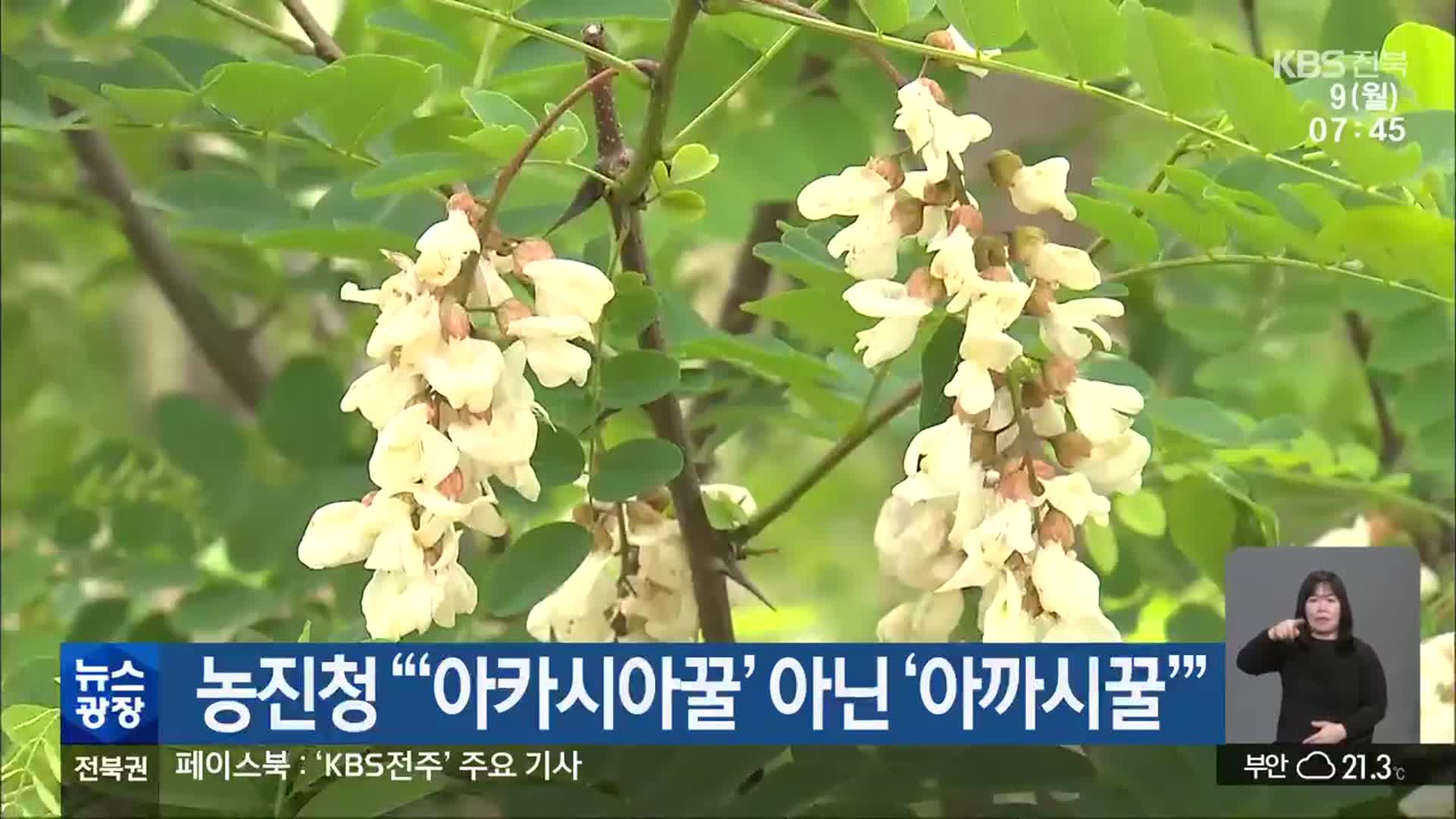 농진청 “‘아카시아꿀’ 아닌 ‘아까시꿀’”