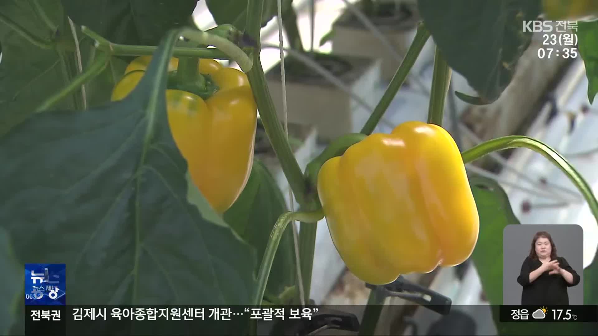 금보다 비싼 파프리카 종자 국산화…수확량도 품질도 ‘탁월’