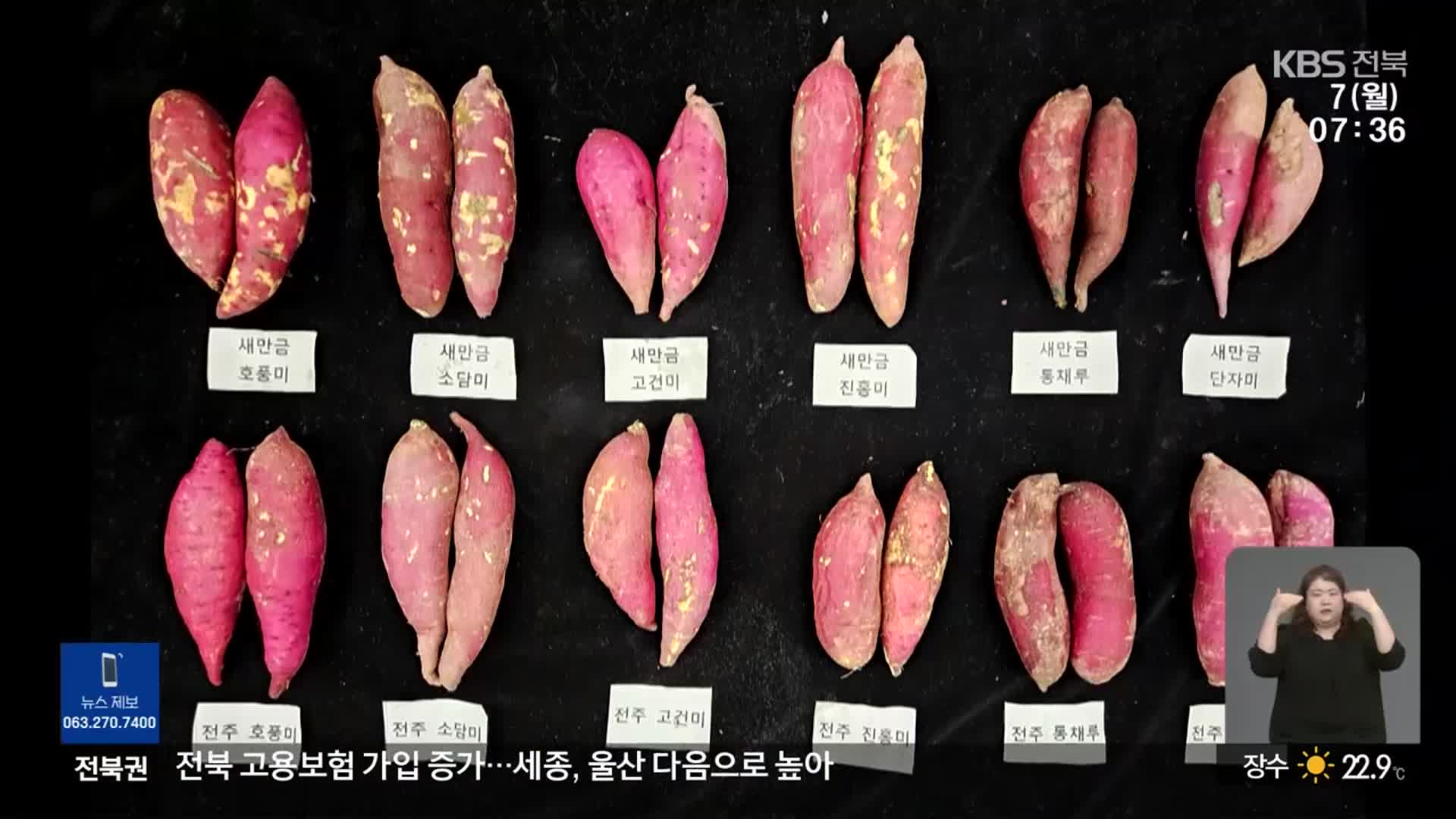 새만금에서 고구마 재배…“산업용 수입 대체도”