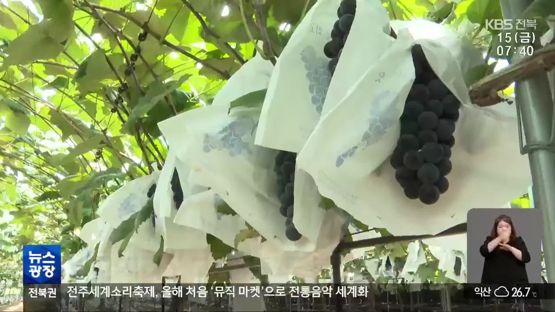 [전북의 창] 남원 지리산 고랭지 포도 출하 시작
