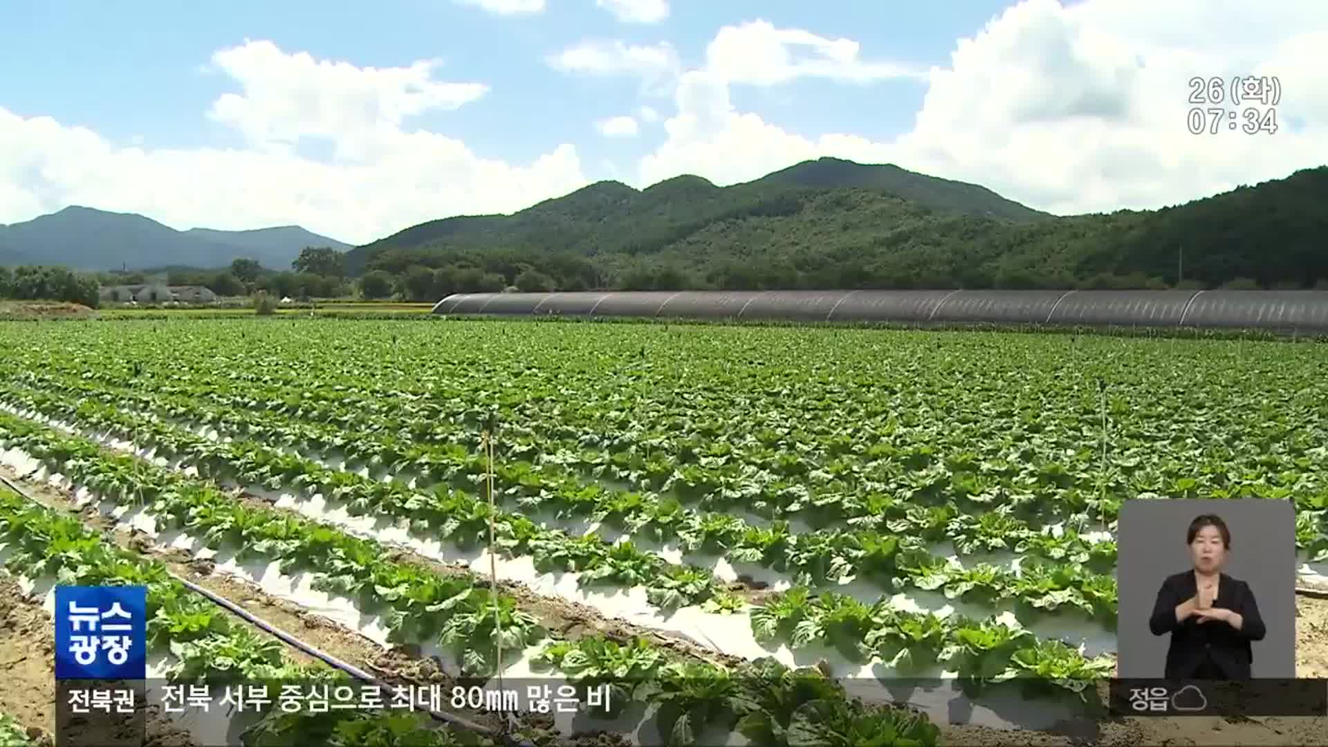 “여름 배추 못 먹게 되나?”…기후변화로 사라지는 고랭지 배추