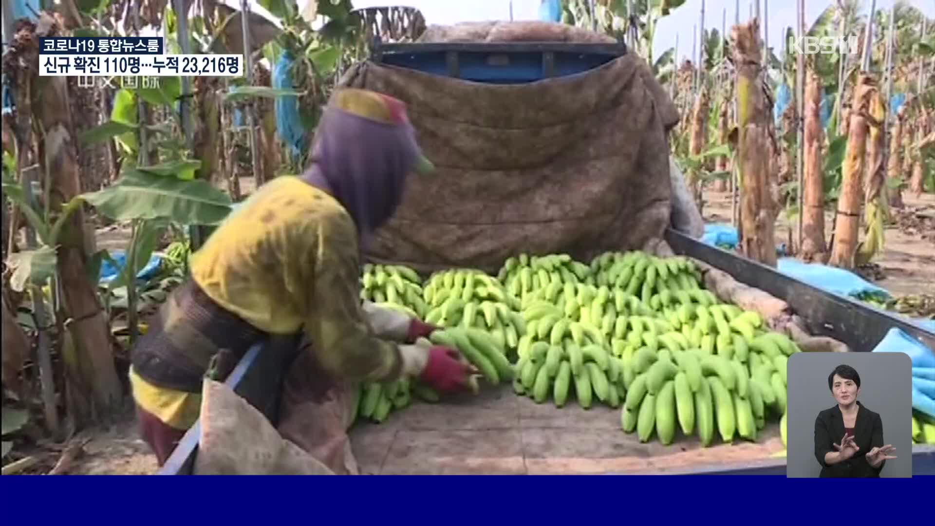 타이완, 바나나 가격 폭락에 농가 울상