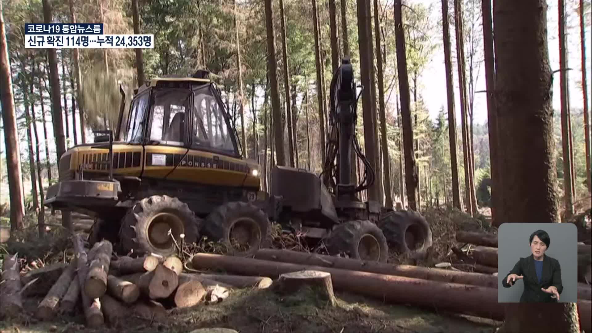 독일 산림, 연이은 가뭄으로 고사