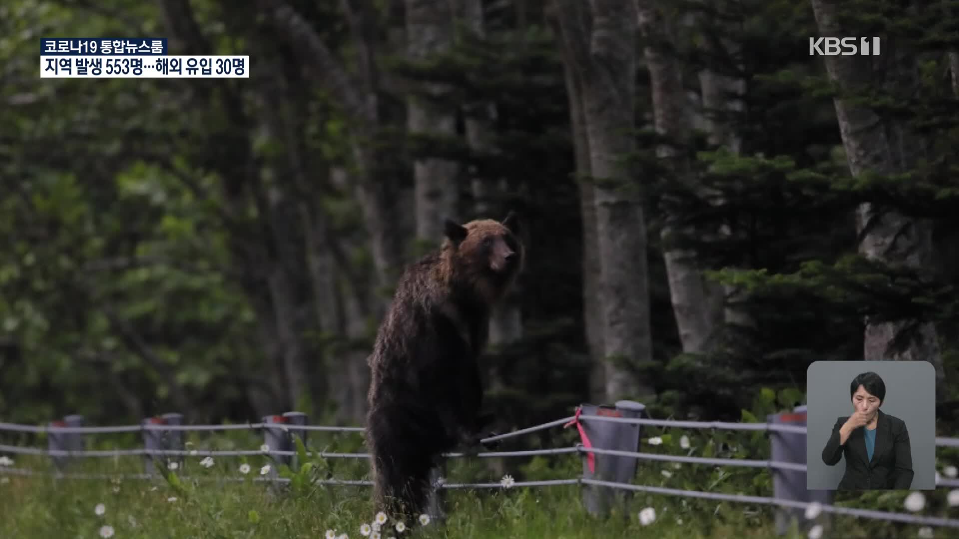 일본, 사람 두려워하지 않는 야생 곰
