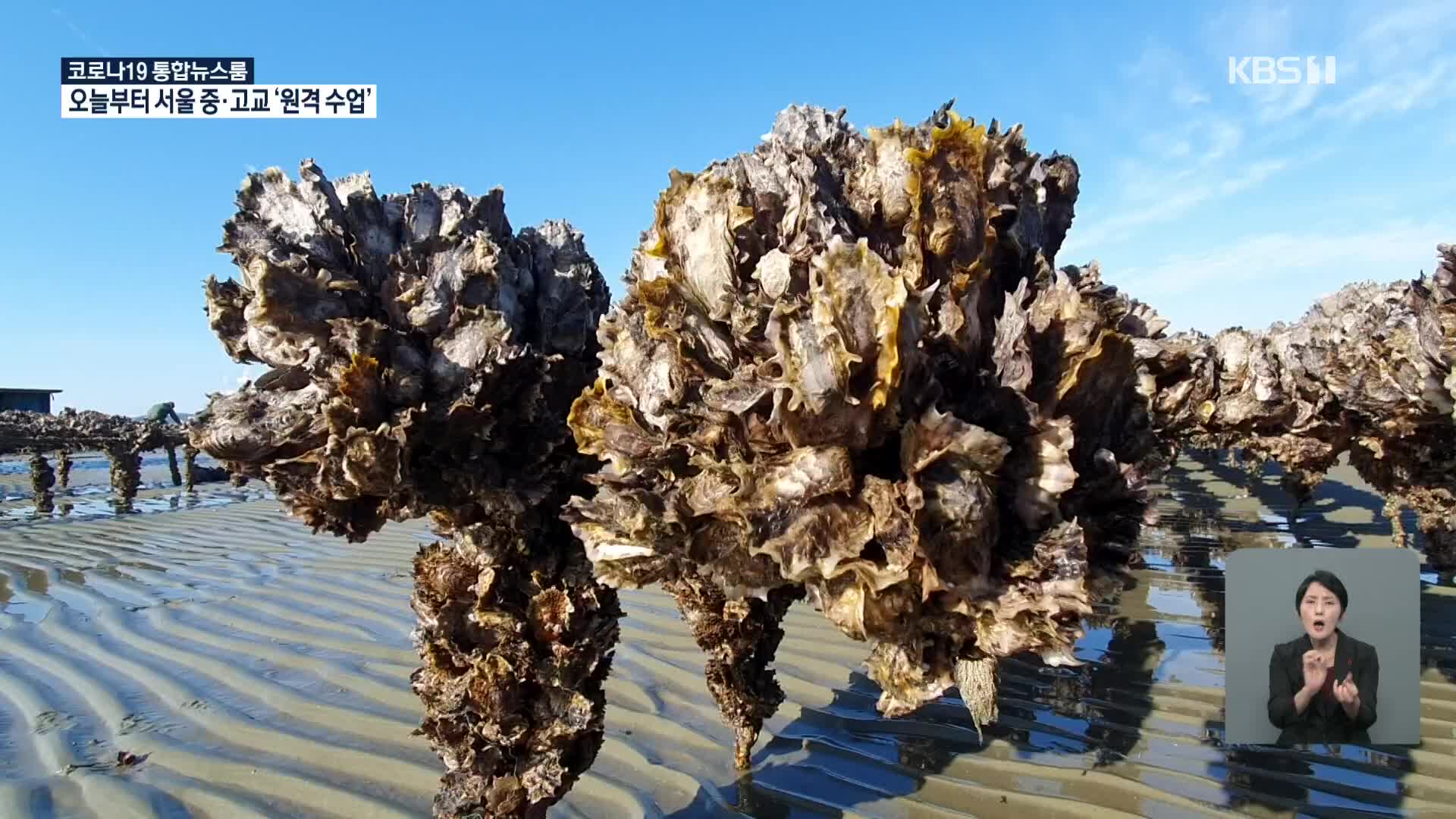 제철 맞은 겨울바다의 꽃 ‘굴’…본격 수확