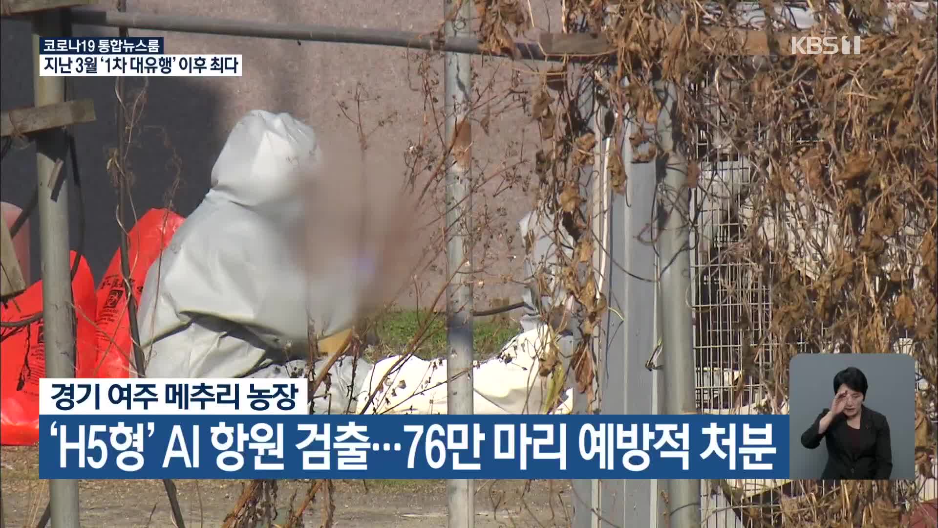 경기 여주 메추리 농장, ‘H5형’ AI항원 검출…76만 마리 예방적 처분