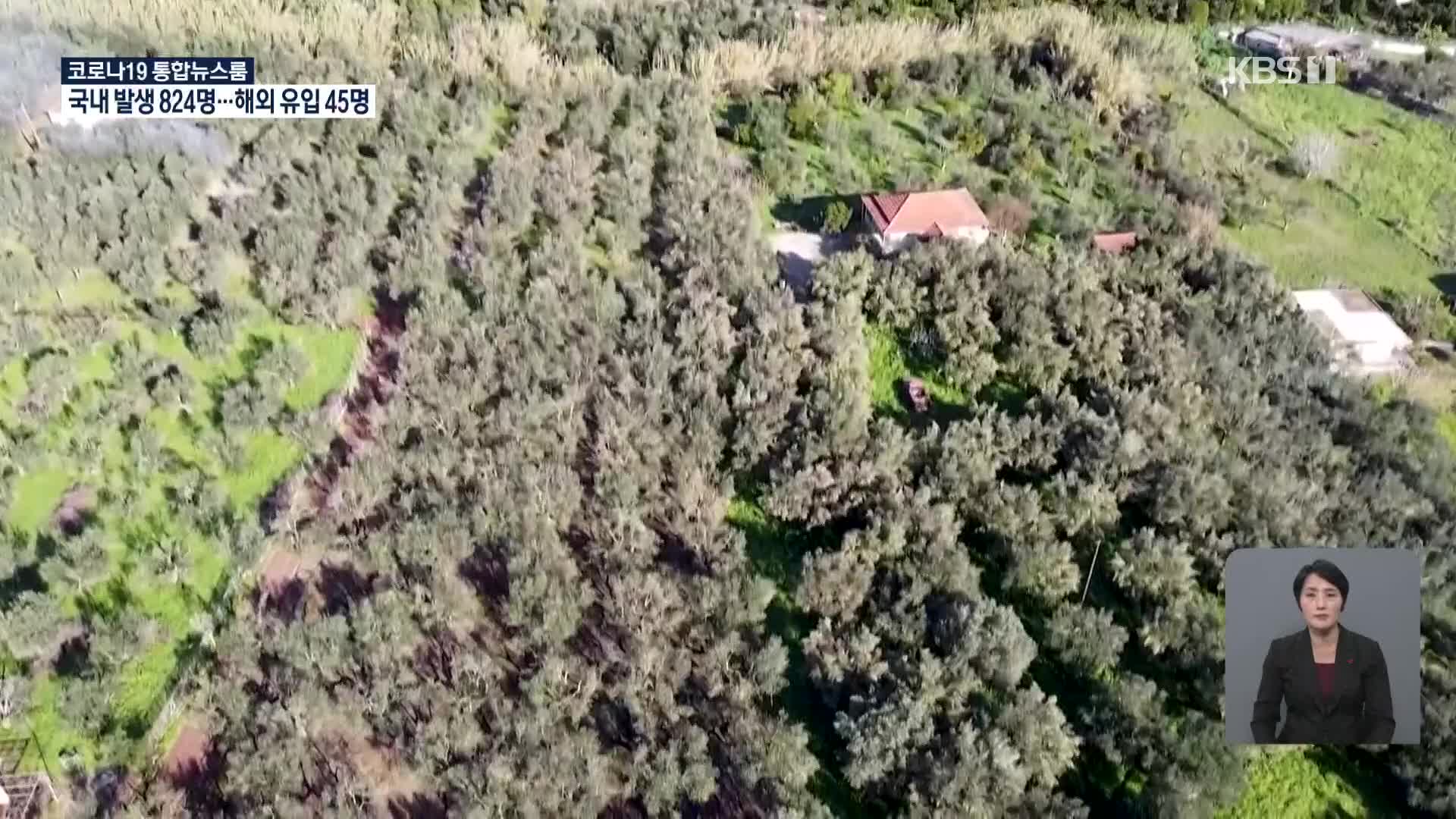 그리스, 올리브 수확기 외국인 일손 없어 막막