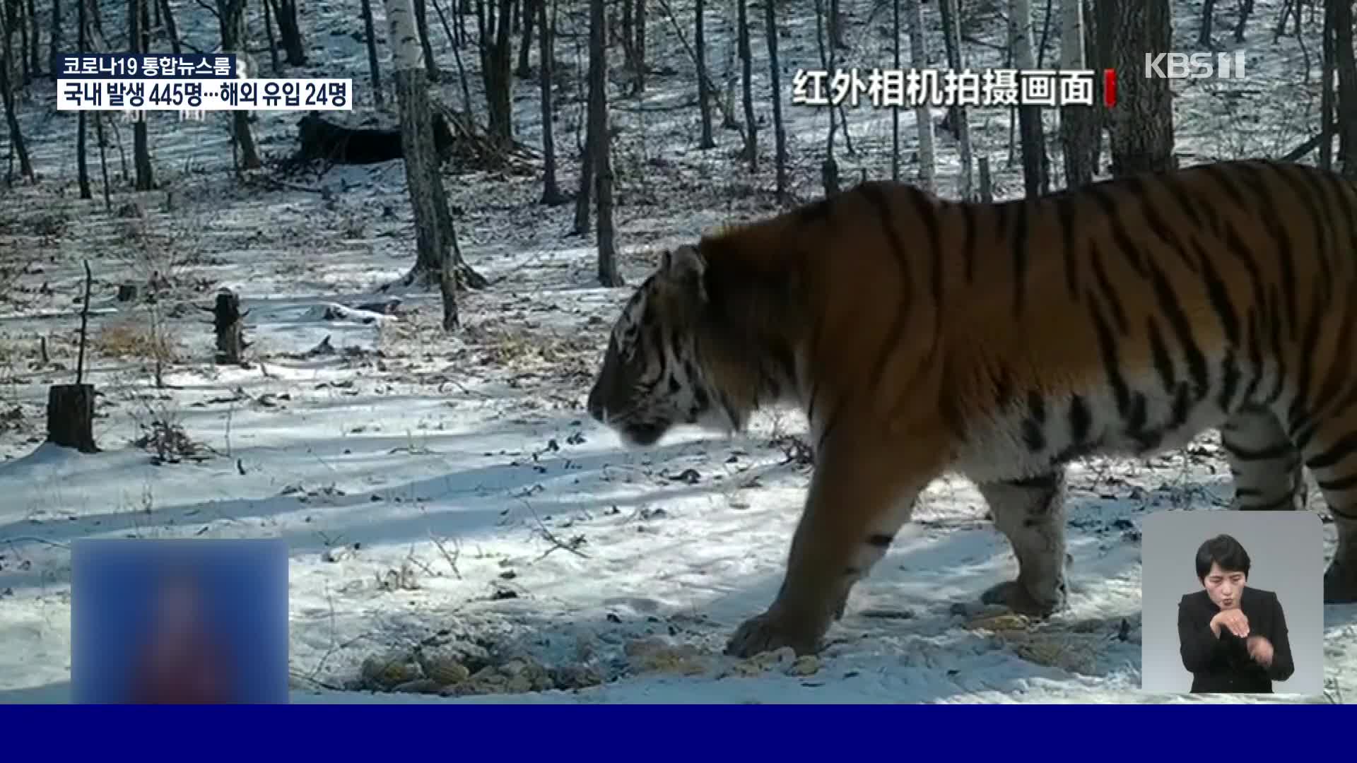 중국서 백두산 호랑이 목격 잇달아, 개체 수 증가 덕분