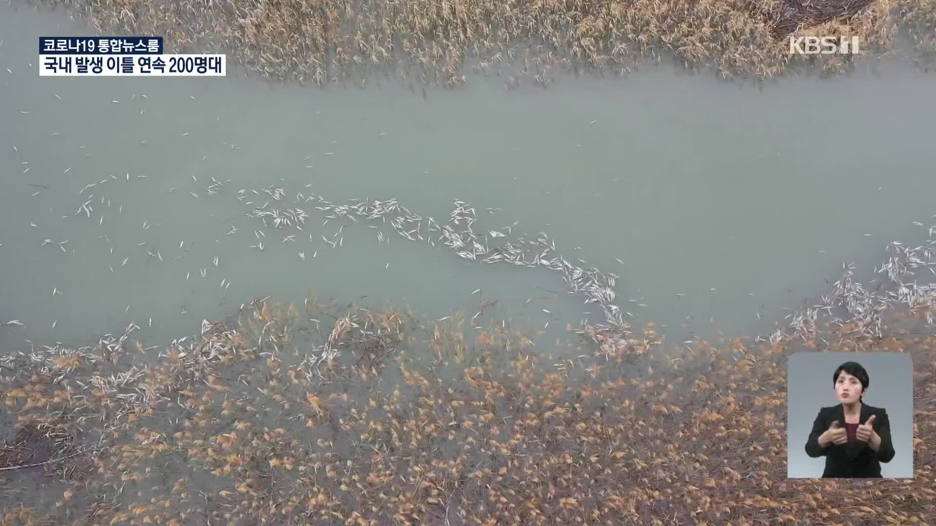 전남 순천서 숭어 수천 마리 떼죽음