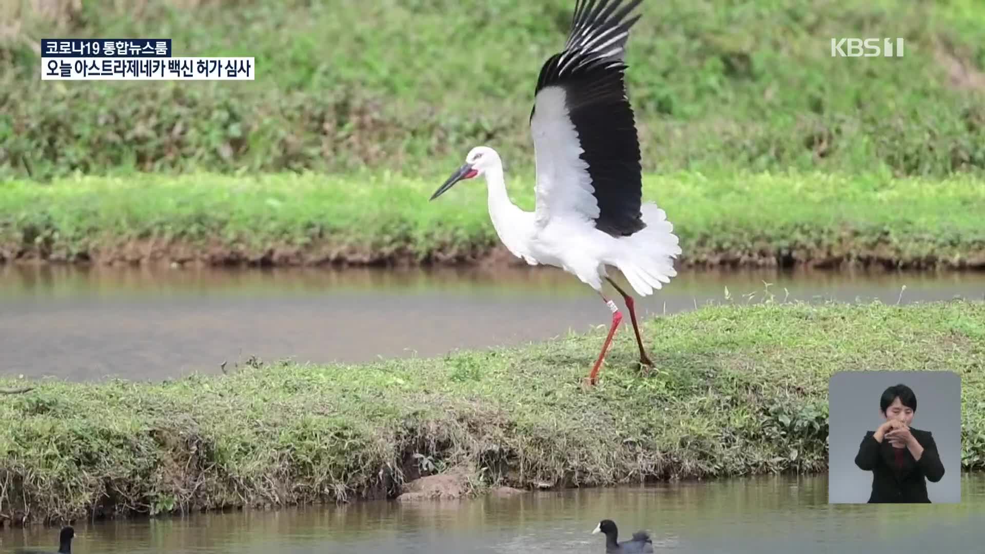 “한국에서 온 천사”…타이완에서 한국 황새 인기 만점