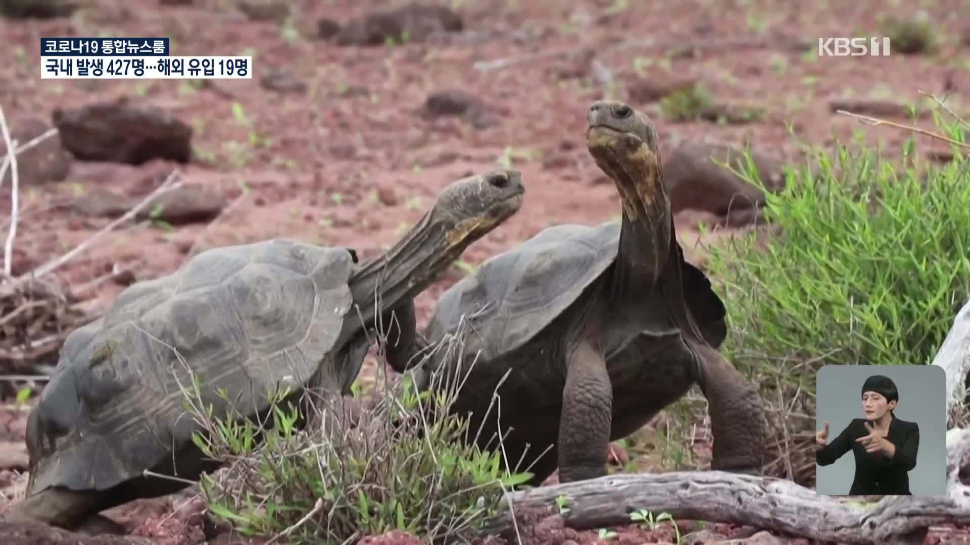 갈라파고스 상징인 땅거북 보존 노력