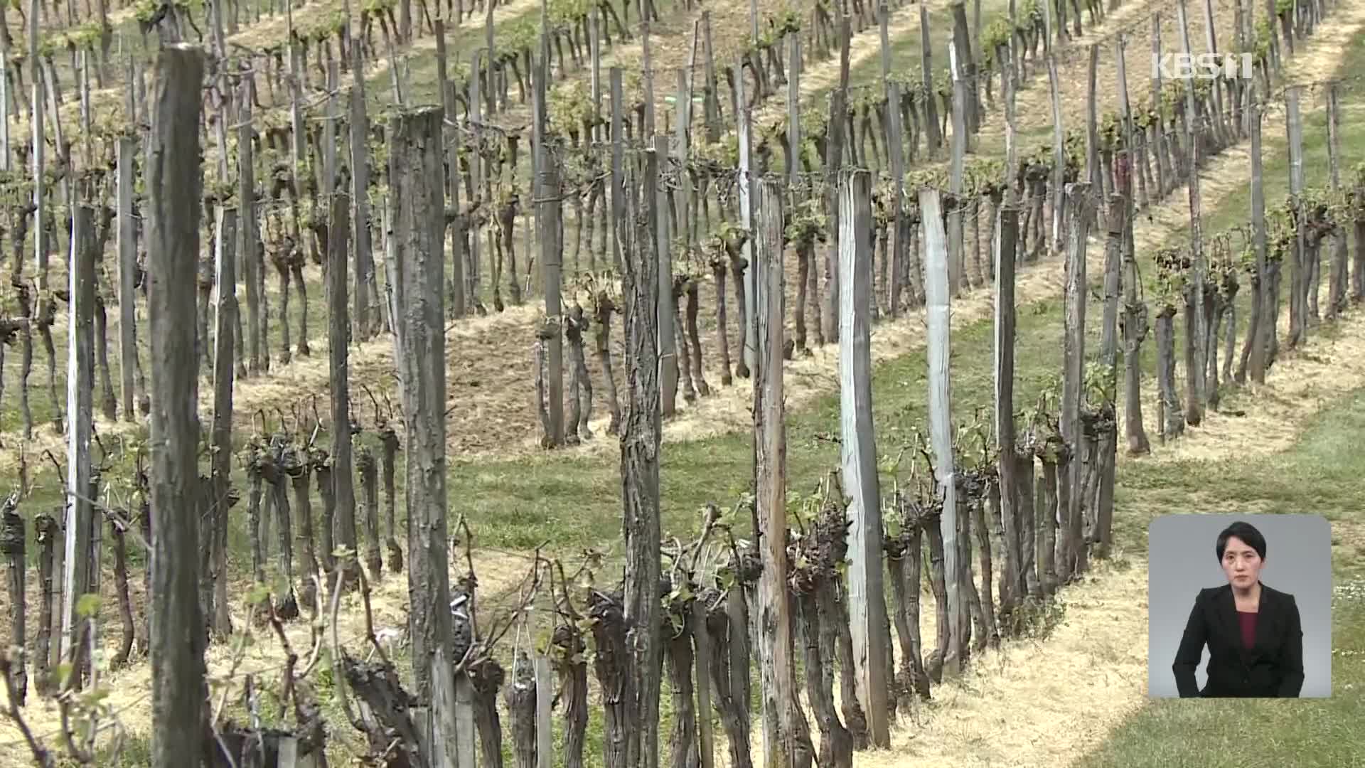 기후변화로 프랑스 와인 포도밭 초토화