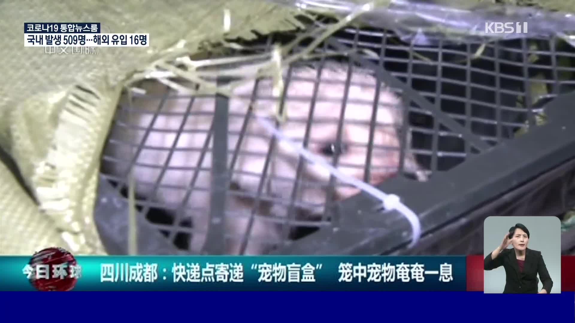 중국, 반려동물까지 랜덤 박스로 판매