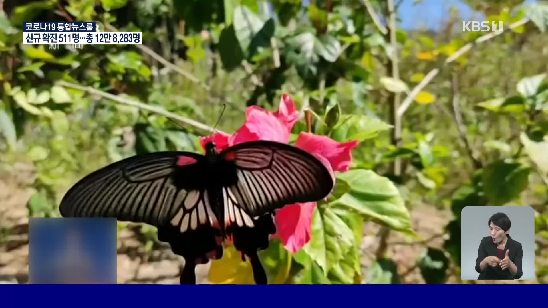 중국, 윈난성 1억 5천만 마리 넘는 나비 절경 연출