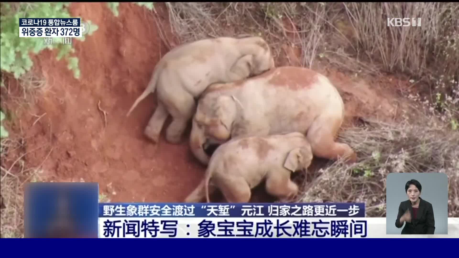 中 윈난성 야생 아시아 코끼리떼 귀향길 올라