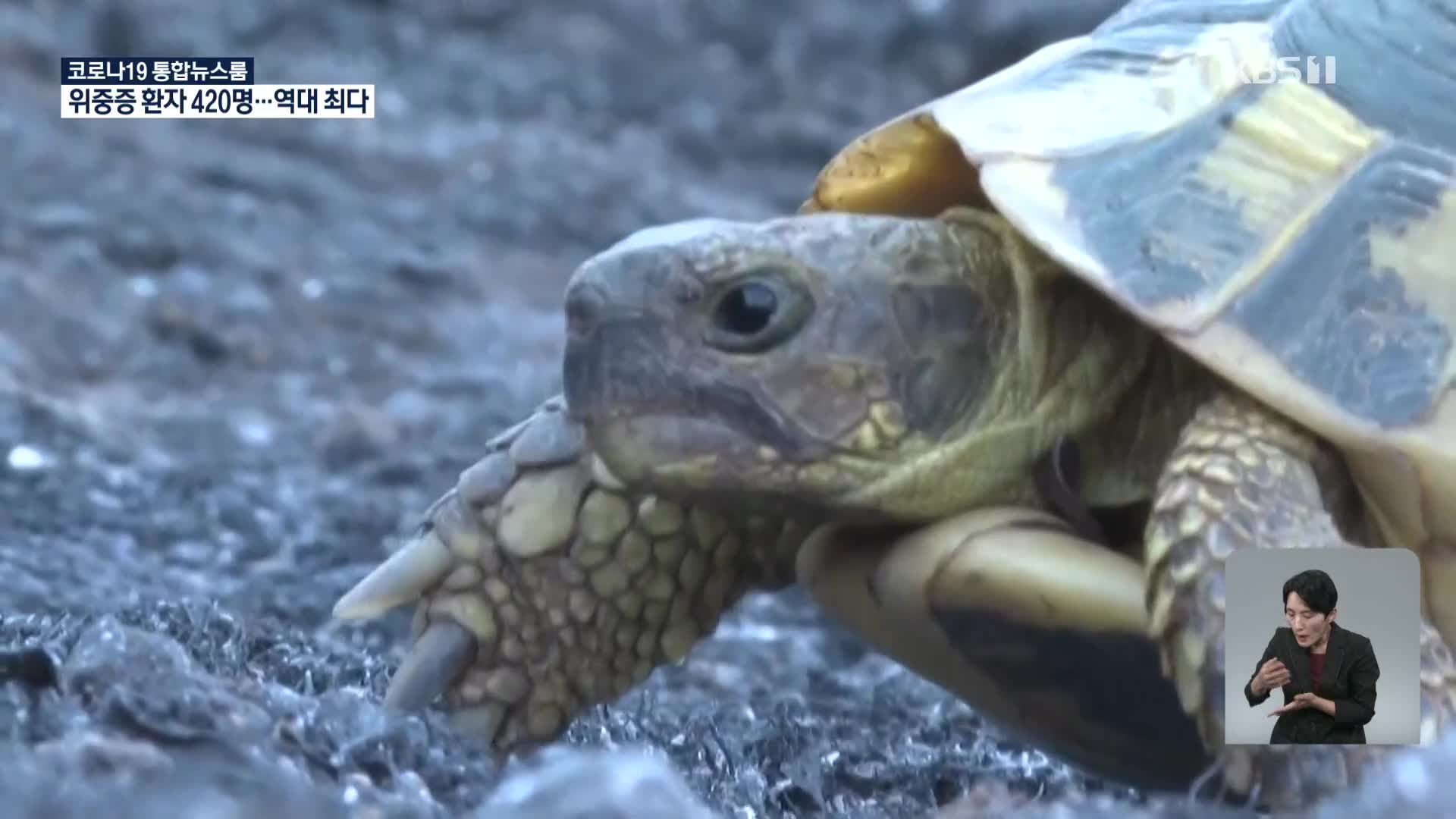 프랑스, 화염 속 생존 거북이를 구하라!