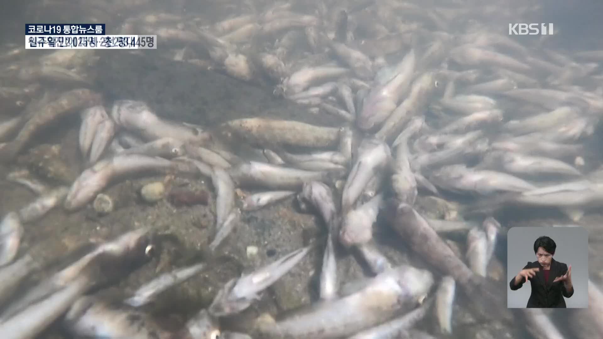스페인 휴양지 해변 오염으로 물고기 떼죽음