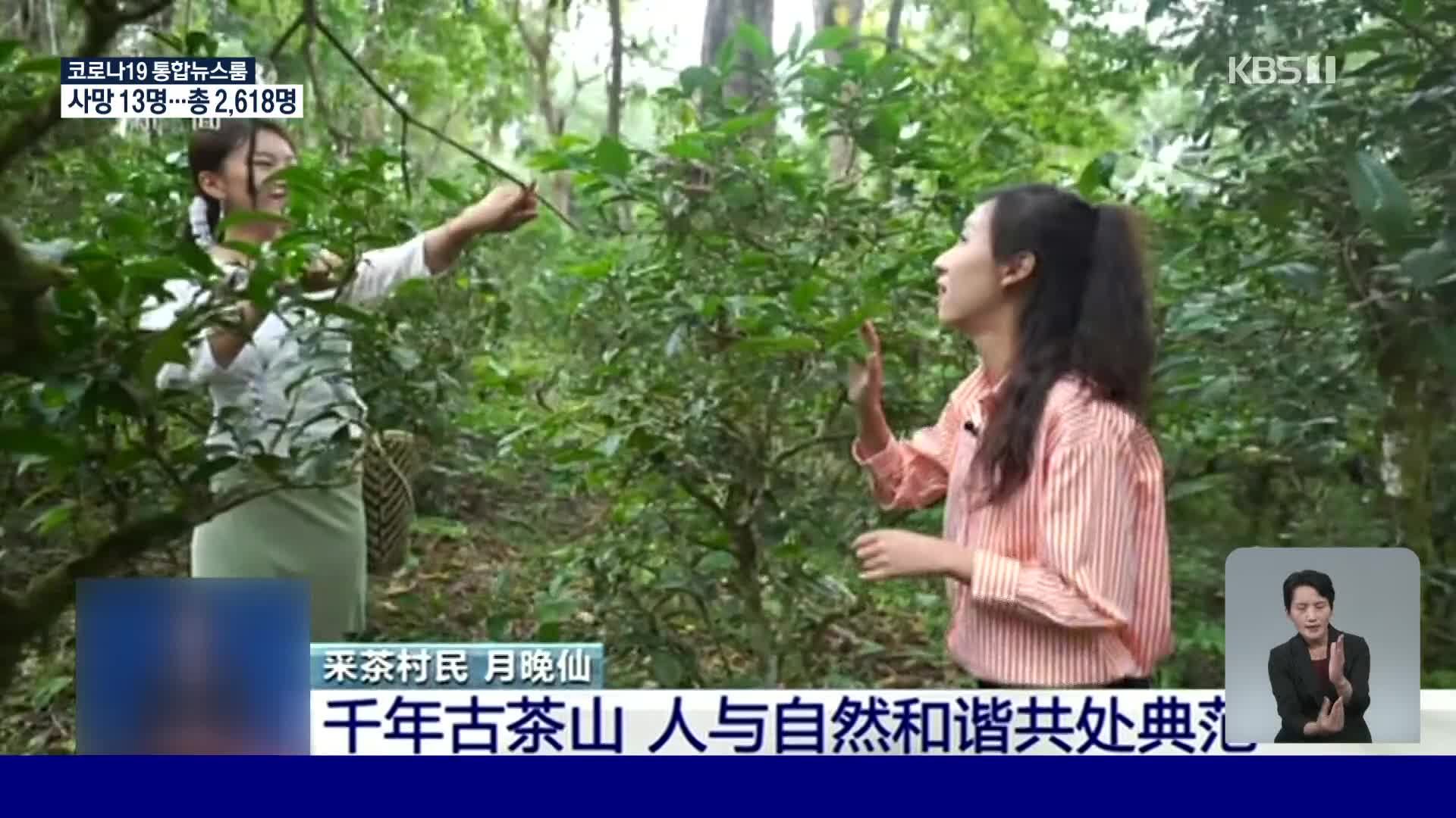 중국, 인간과 자연의 공존 교과서 ‘징마이산 차나무 숲’