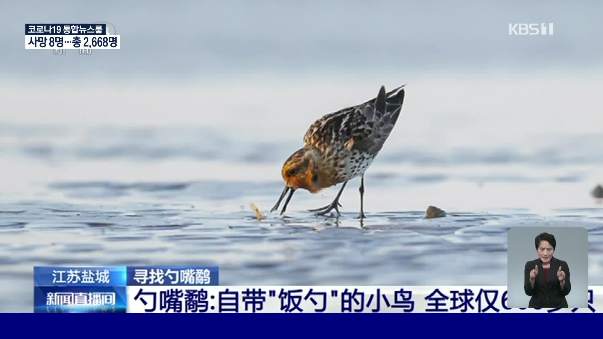 중국, 멸종위기 철새 넙적부리도요 중간 기착지에서 발견