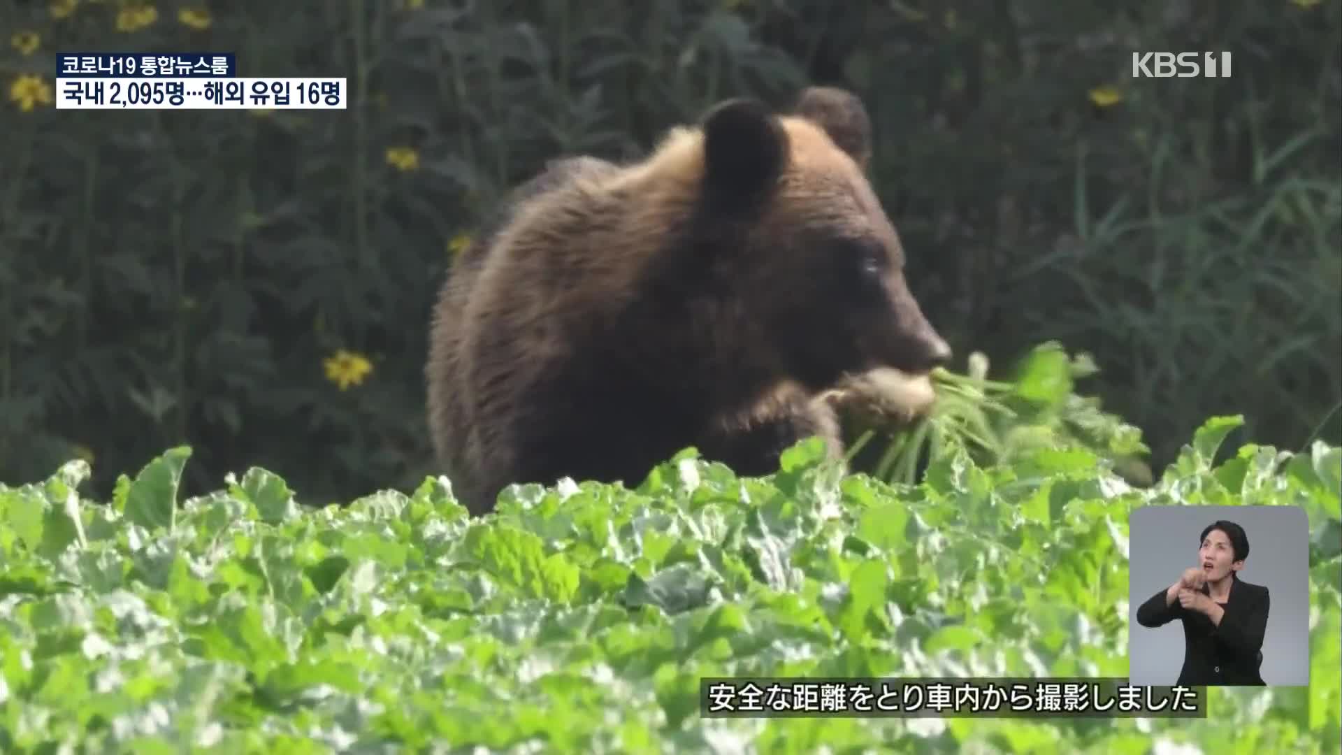 일본, 곰 농작물 피해 줄이고자 수수 재배