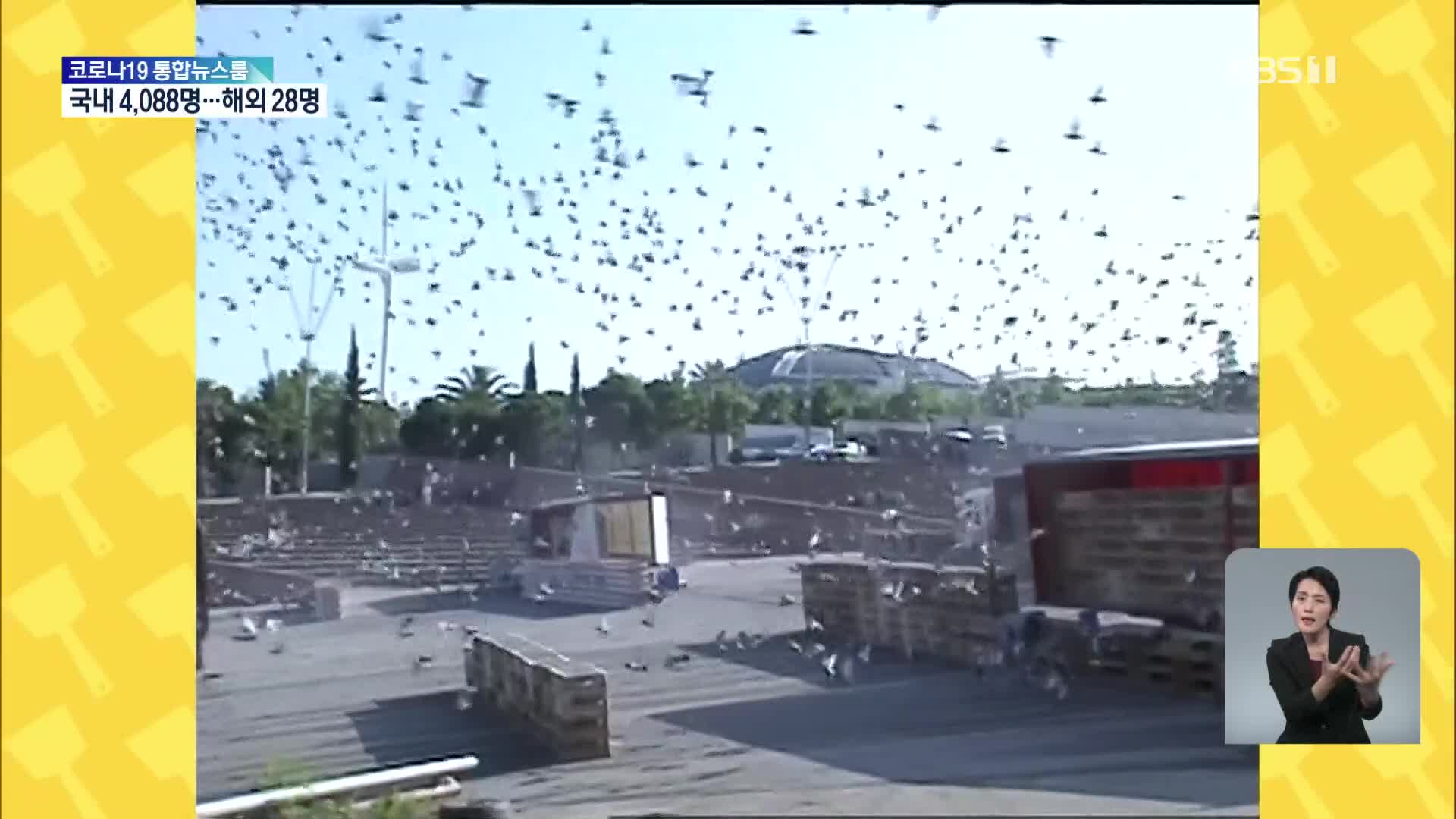 일본, 행사장에서 날린 비둘기들이 날아가는 곳은?